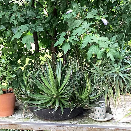 Il Villino Della Duchessa 4* Πάρμα